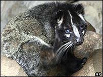 Gato-de-algália pode ter originado o vírus da Sars
