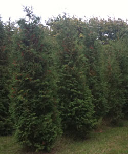 Thuja collection