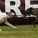 RIDGESIDE LURCHERS
