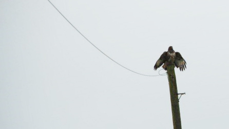 rain_buzzard.jpg
