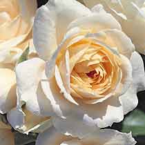 Rosa 'Champagne Moment'