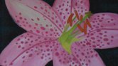 The lily