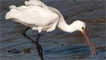 Spoonbill