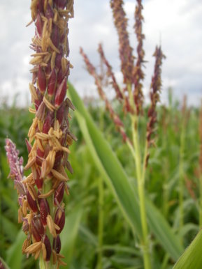 Maize