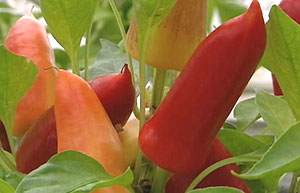 Chilli peppers
