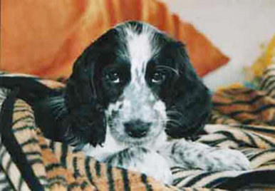 Puppy Eyes