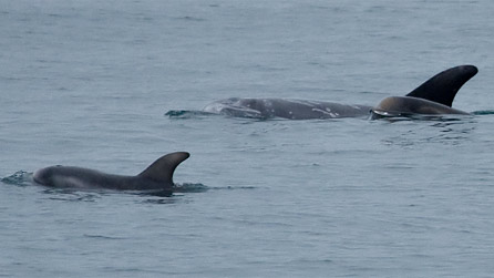 rissos_dolphin_seatrust.jpg