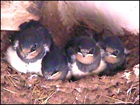 Swallows
