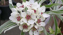 Pyrus salicifolia 'Pendula'