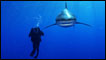Photo: Brian Skerry