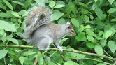 Squirrel in Chester... Squirrel in Chester...