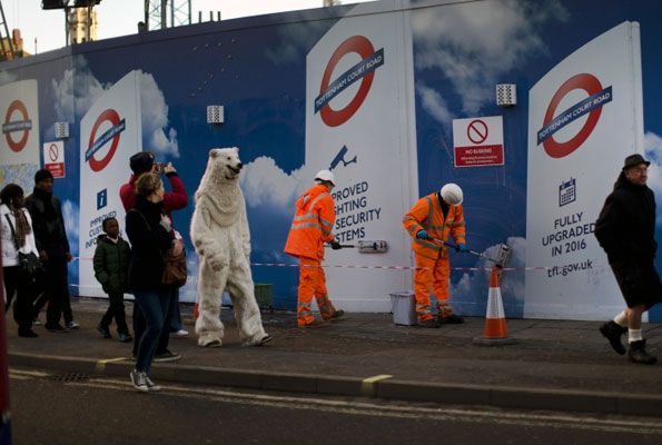 Polar bear