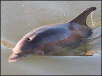Marra the Dolphin