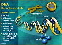 DNA.