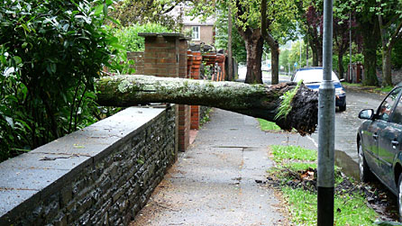 tree_over_mike_davies.jpg