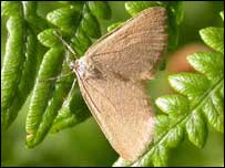 Drab Looper moth