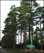 Haldon Forest