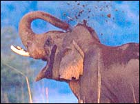 हाथी
