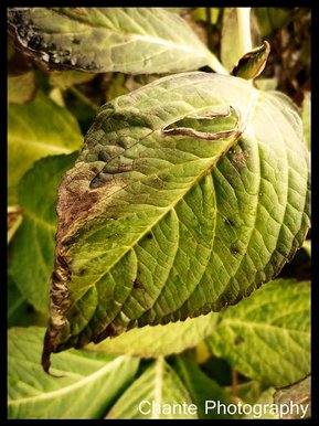 Dying leaf