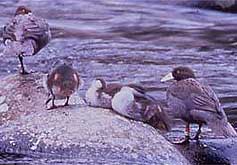 Blue Ducks