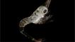 Psidia longicornis