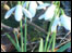 Snowdrops at Belton.