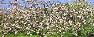 Apple Blossom