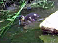 Duckling