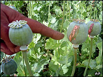 کشتزار خشخاش در افغانستان