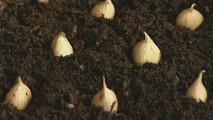 bulbs