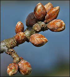 10_buds_226.jpg