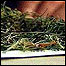 Maconha