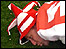 Forest fan (taken by Andrew Harrison)