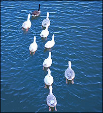geese203.jpg