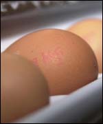 Eggs 