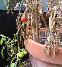 tomato plant