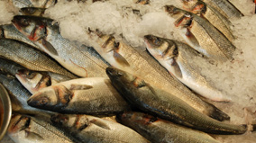 seabass.jpg