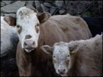 justin_cow_203.jpg