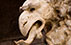 gryphon