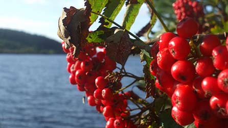 berries_susie_corwen.jpg