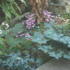 Abundance of everything this autumn: cyclamen, arum lily berries, rose hips & masses of toadstools...