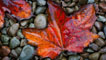Maple leaf, image courtesy of Graham Harris Graham