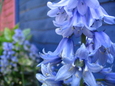Bluebells
