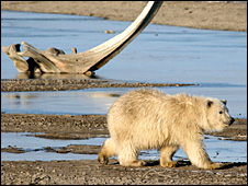 Polar_bear