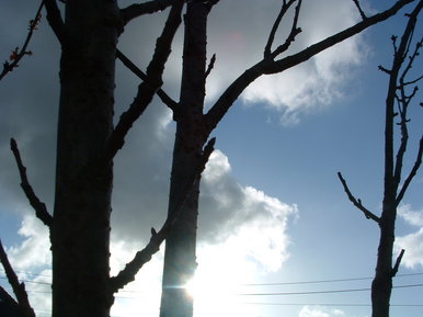 Hope of the forest