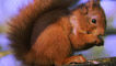 squirrel