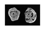 Brooches found at Dunadd