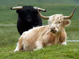 Cattle in a field