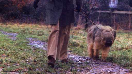 Dogwalk.jpg