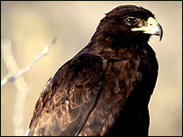 Hawk